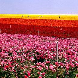 《拳皇15》K´队BGM宣传片 新战斗舞台亮相