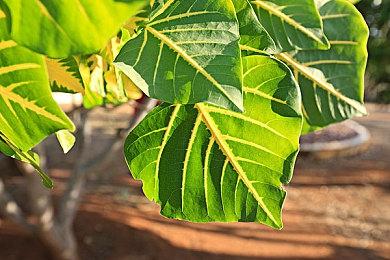 Xbox Series S烤面包机售罄 eBay售价为原价2.5倍